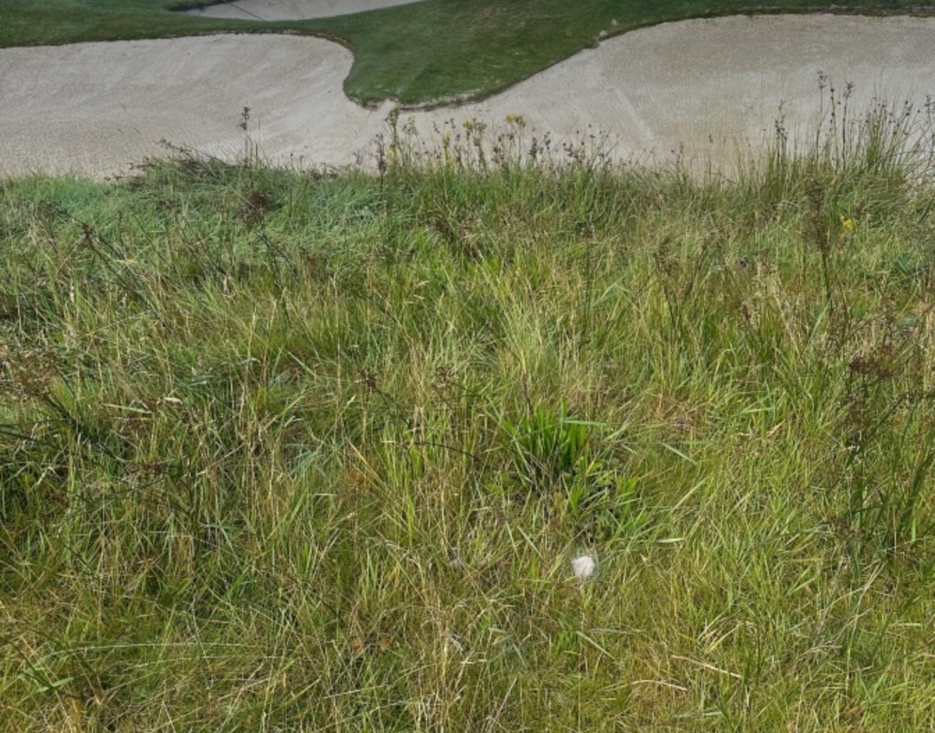 A golf ball sitting down in long rough, with large bunkers between it and the green